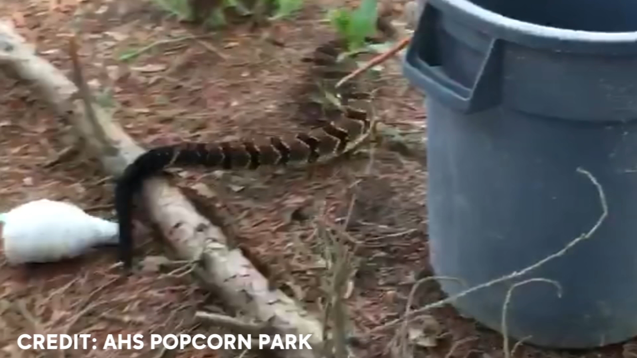 Venomous rattlesnake captured in South Jersey
