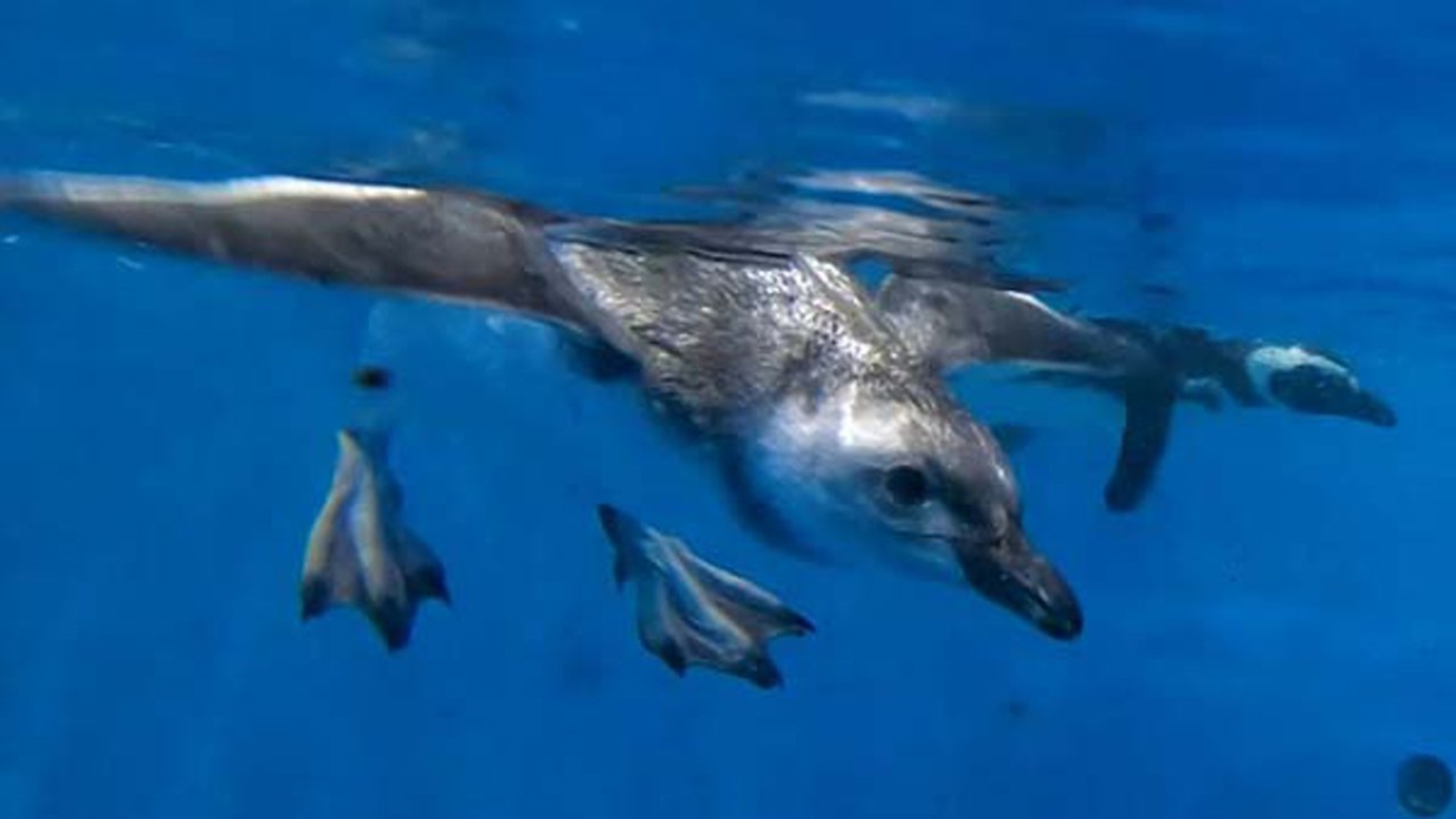 Penguin chick takes first swim at Shedd Aquarium - ABC7 Chicago