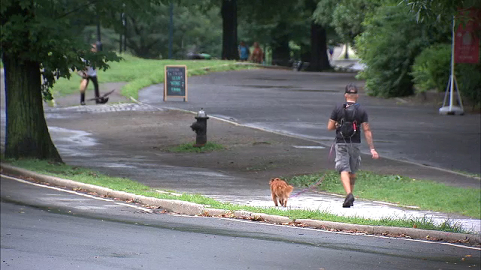 Warning for dog owners in Central Park amid outbreak affecting raccoons