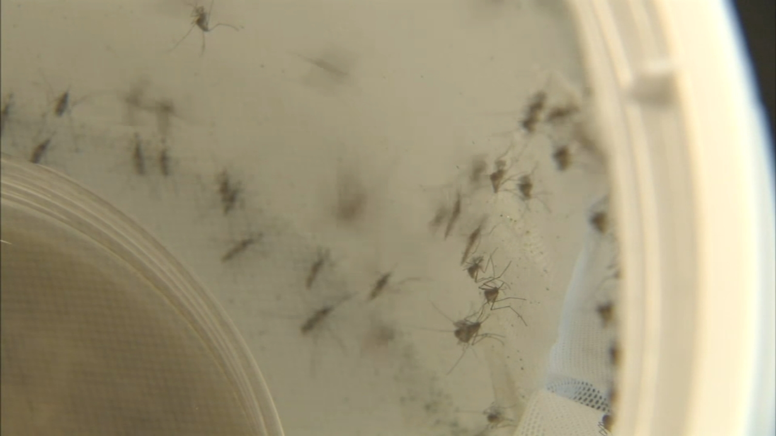 Elevated levels of West Nile Virus found in local mosquitoes - ABC7 Chicago
