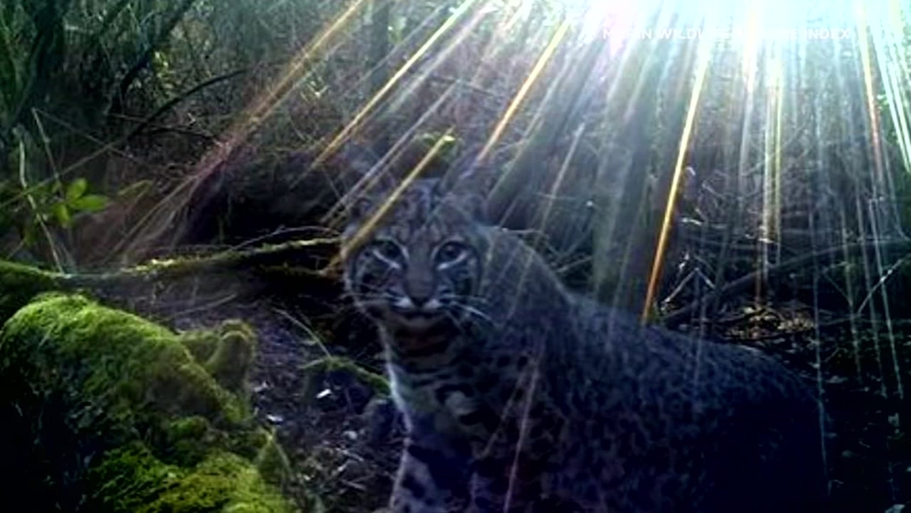 Multi-year photo project captures animal life on Mount Tam