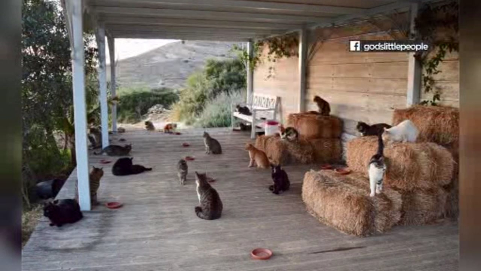 Dream job alert This is how to get paid to cuddle cats on a Greek