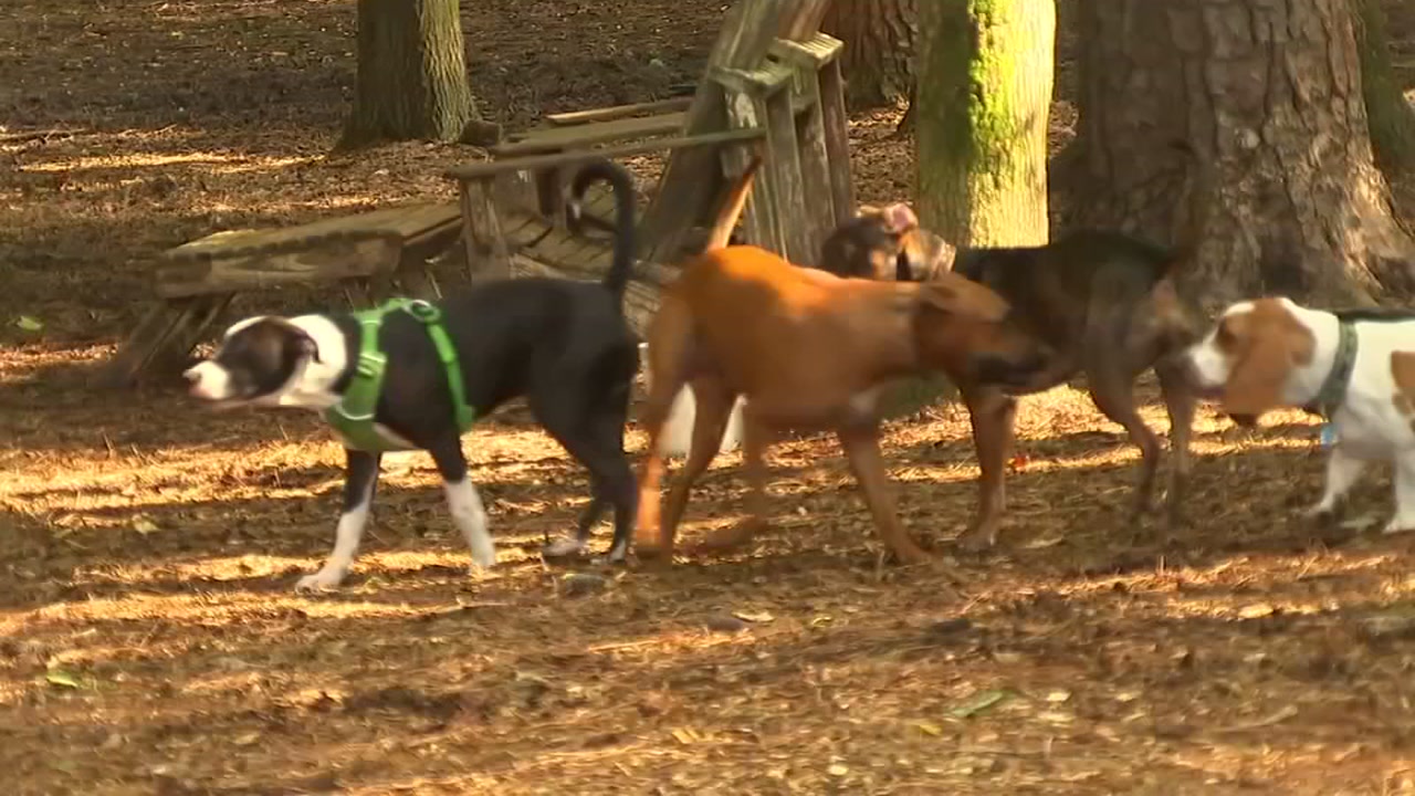 Veterinarians warn dog owners of spreading infection