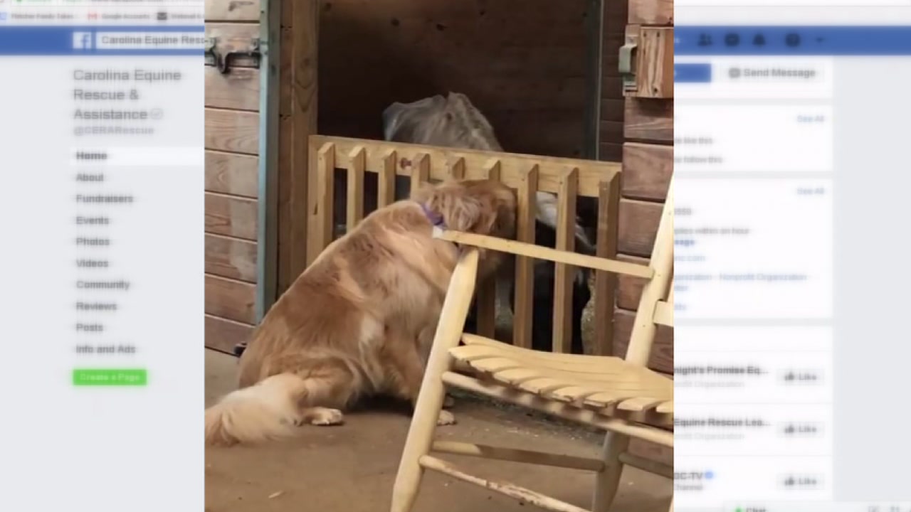 Golden Retriever nurses miniature horse back to health