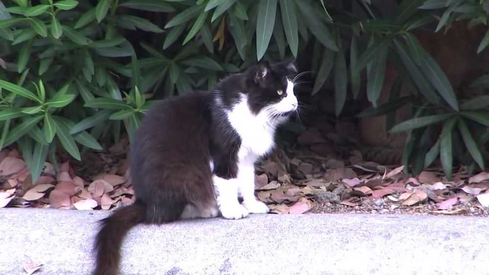 South Bay community cat garden helps feral cats get adopted