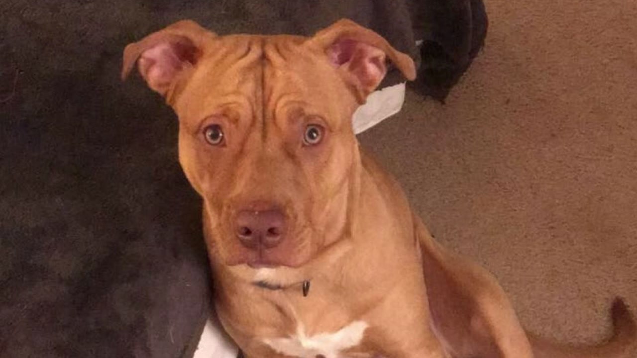 Police: Raleigh man impersonates officer to steal teen's dog