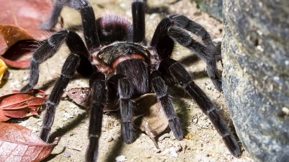 Restaurant in Mexico in trouble for serving tarantula tacos