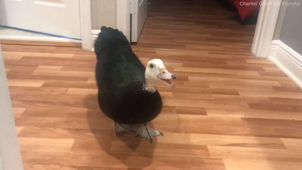 Adorable rescue duck can't stop quacking for joy when owner comes home