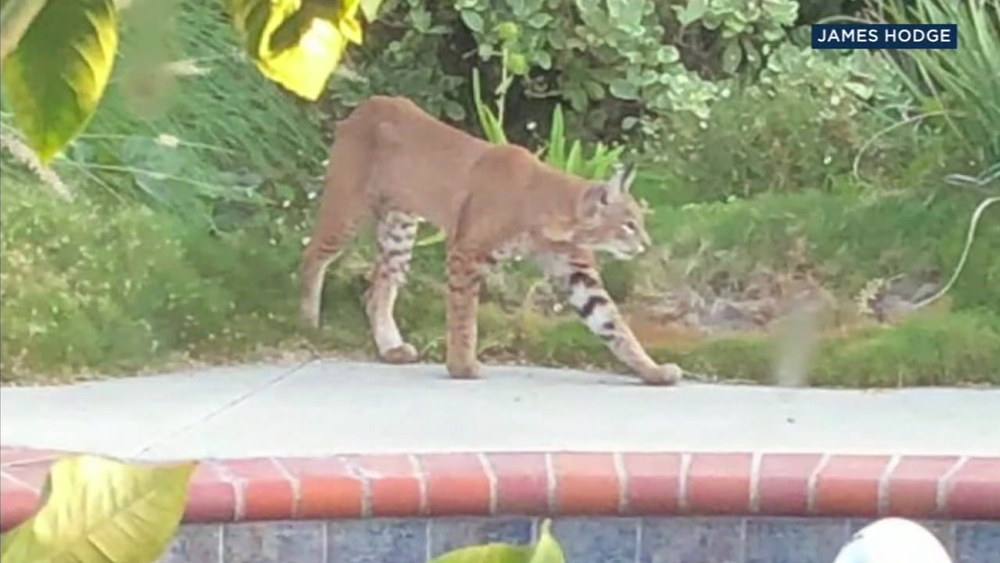 La Canada Flintridge family captures wild cats in their backyard