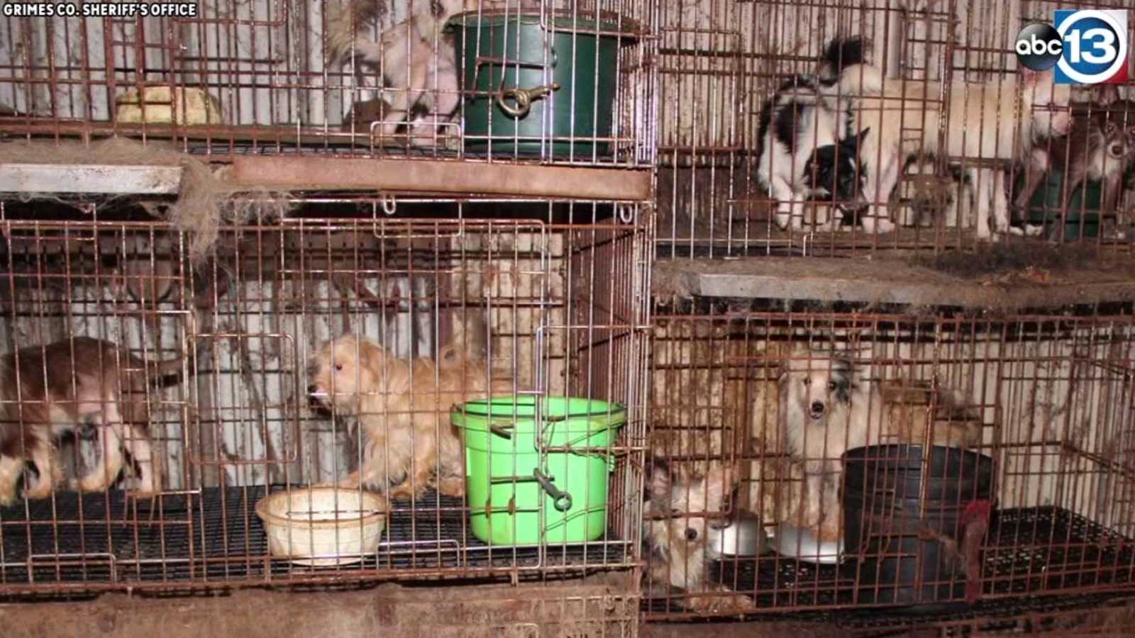 Nearly 300 animals rescued in cruelty case in Grimes County - ABC13 Houston