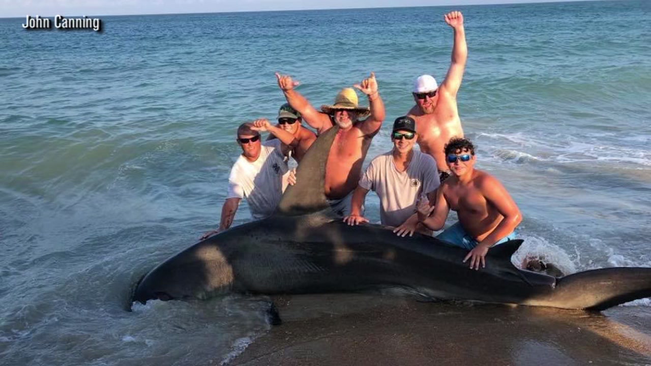 13-foot hammerhead shark caught on Hatteras Island