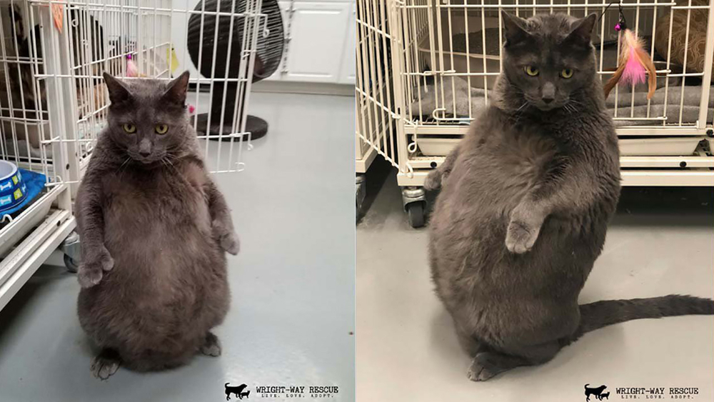 Fat Cat for Adoption: Find Your Perfect Chubby Companion Today