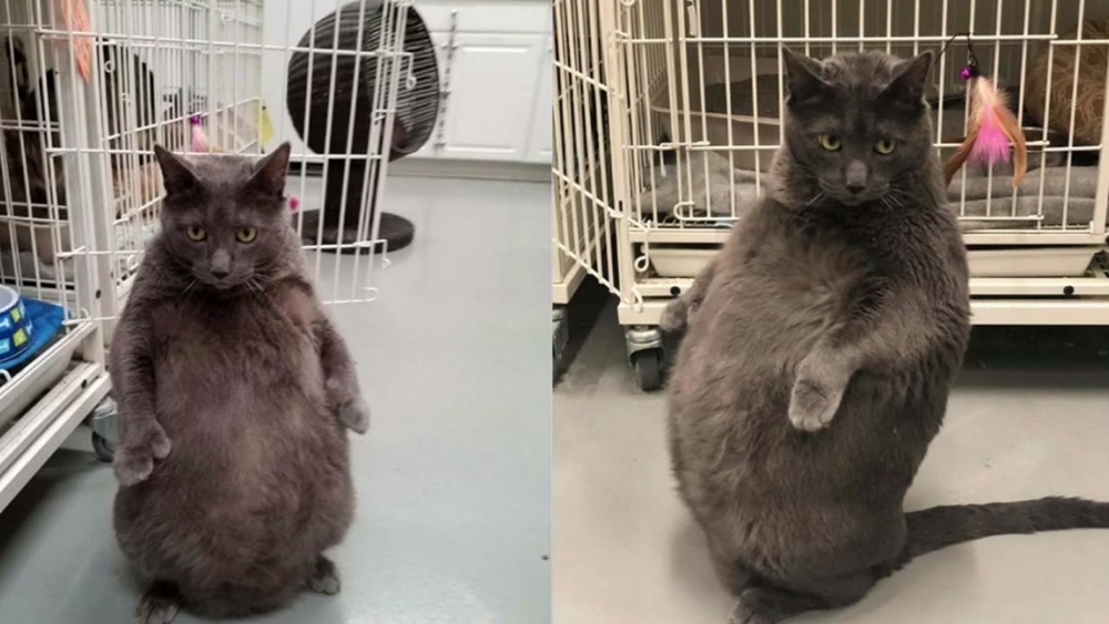 Bruno the 25-pound cat is looking for a home