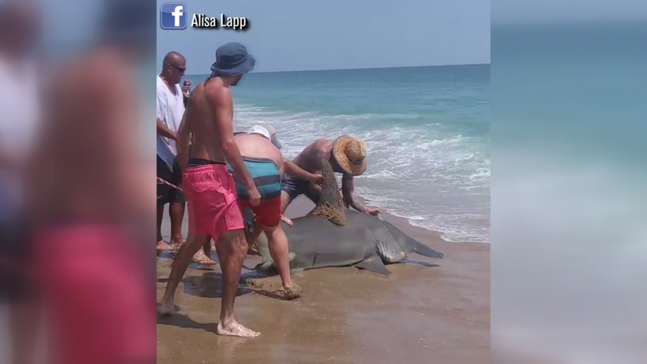 Second hammerhead shark caught on the Outer Banks