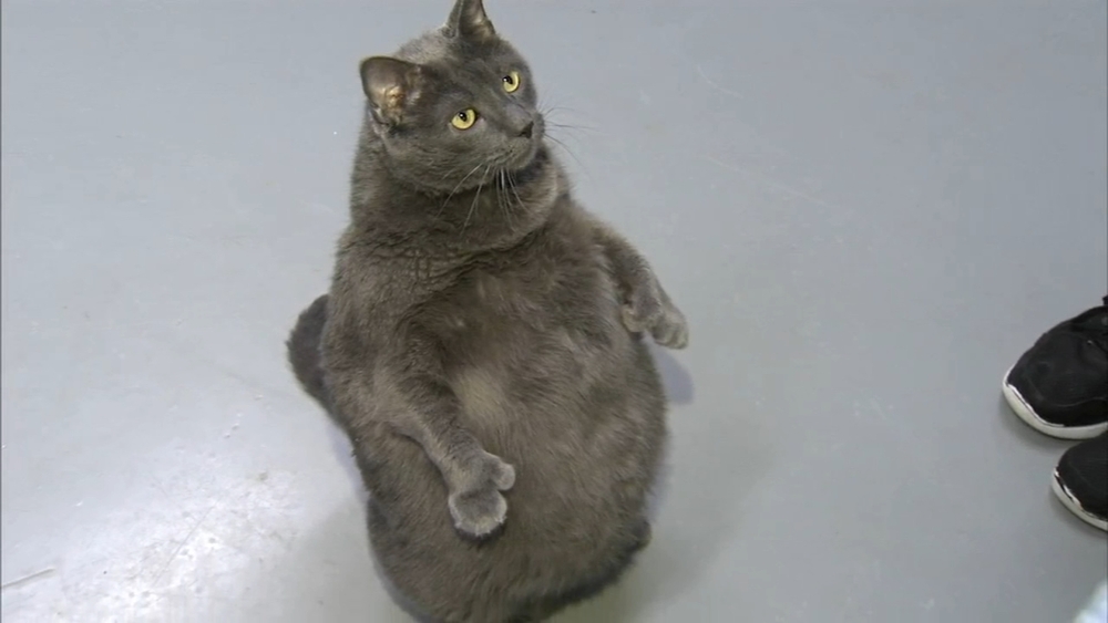 Fat Cat for Adoption: Find Your Perfect Chubby Companion Today
