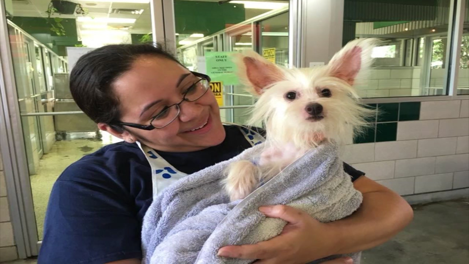 Animals rescued from 'poor conditions' in Grimes County slowly being ...