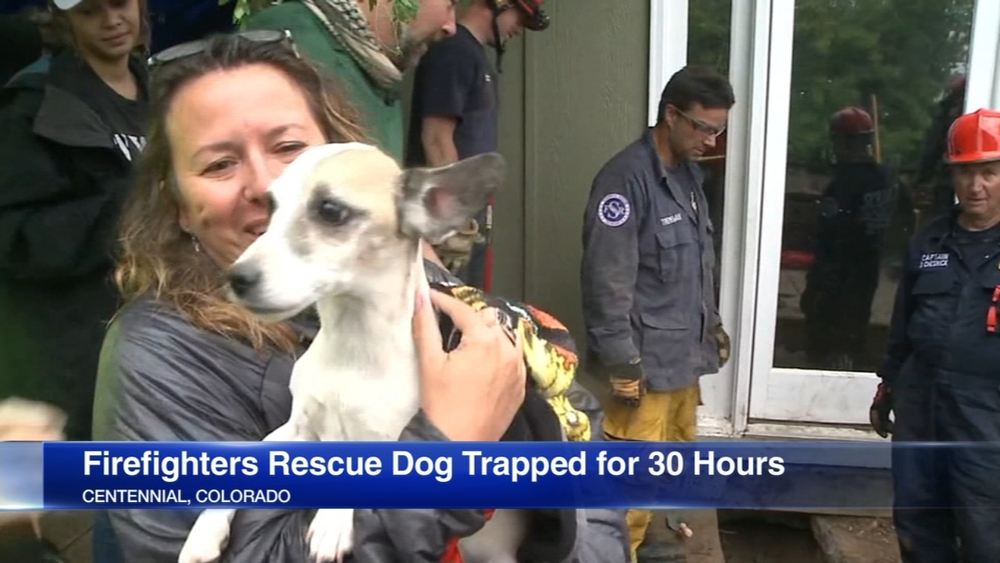 Dog stuck under house for over 30 hours rescued