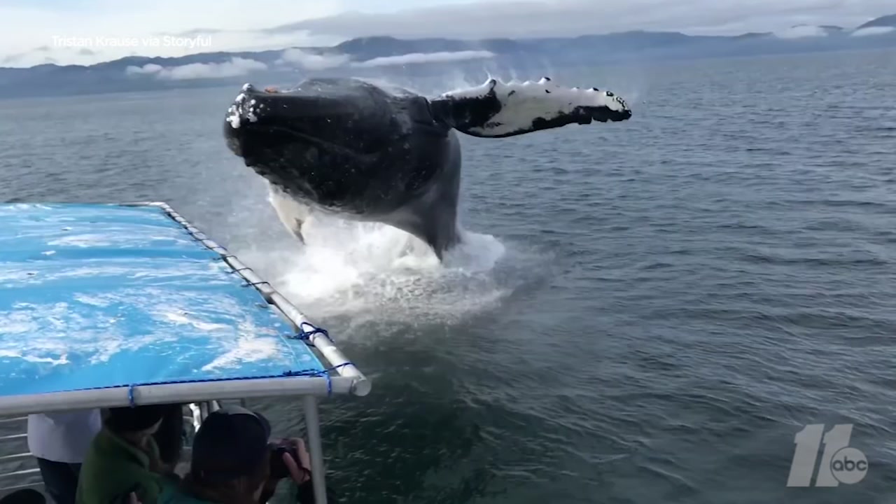 Huge humpback whale calls 'cannonball' and soaks tourists