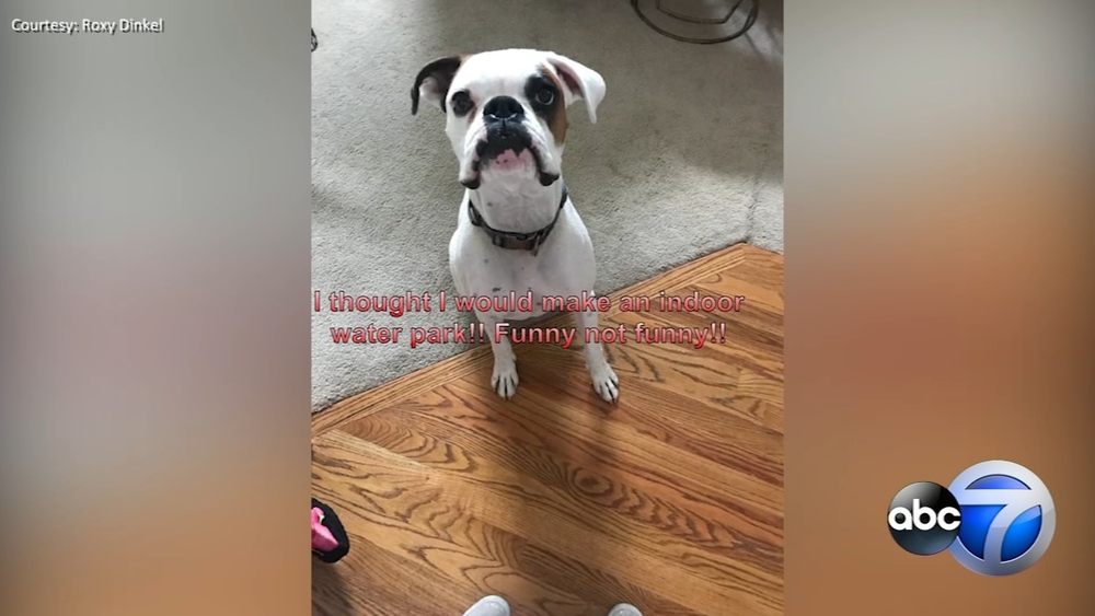 Dog sneaks garden hose into home