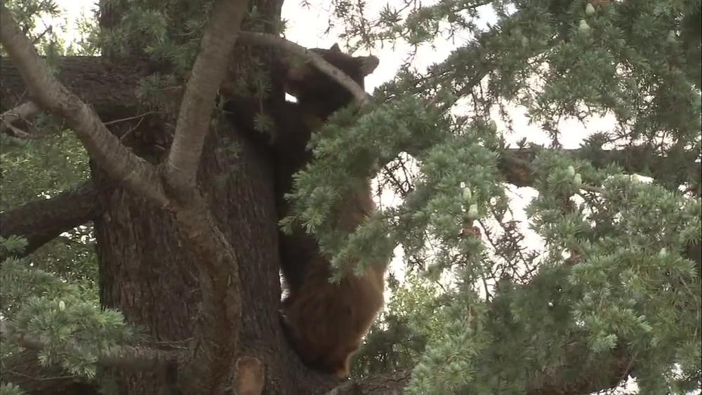 Hunter severely mauled by black bear in San Bernardino Mountains
