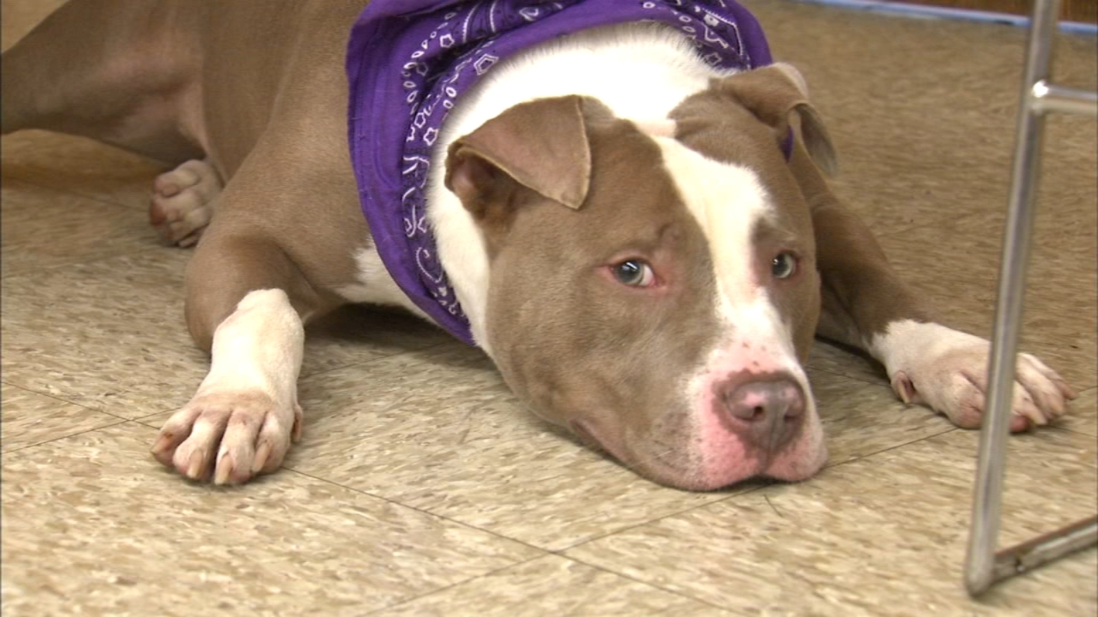 Cook County Jail inmates to train shelter dogs in Tails of Redemption