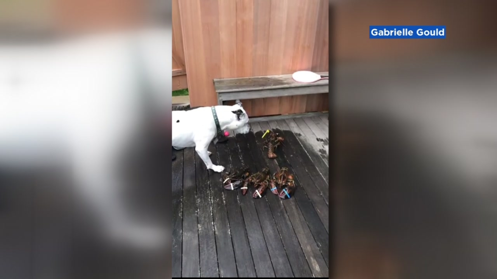 Dog encounters lobster for first time in Massachusetts, has no idea