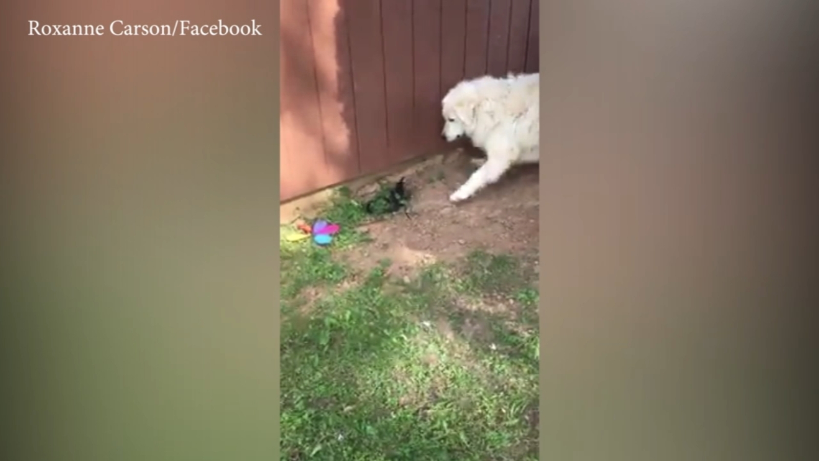 Dog flings snake at owner, chaos ensues ABC7 Chicago