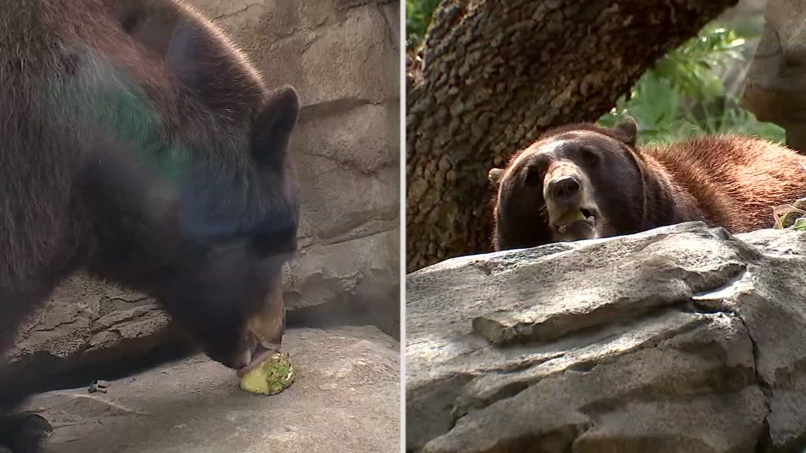 New exhibit at Houston Zoo brings you nosetonose with black bears