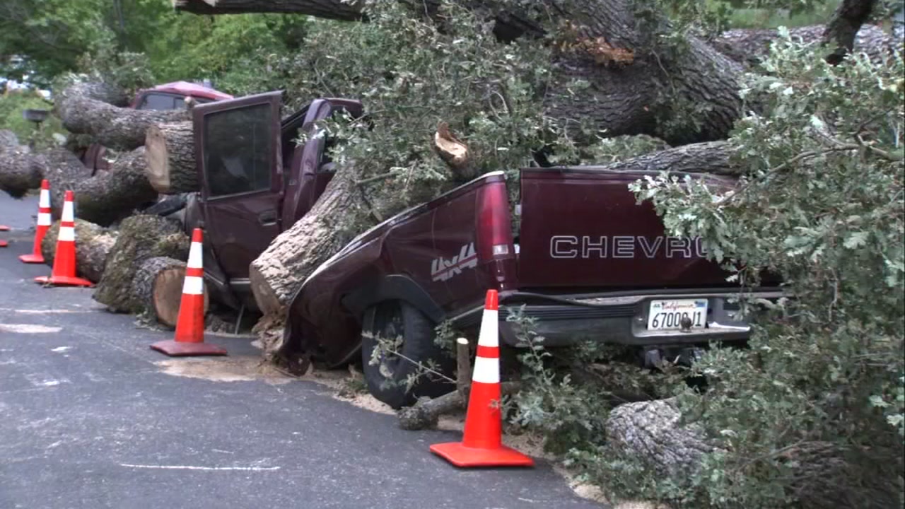 Heritage Oak Tree Falls In Pleasant Hill Crushing Cars Who Is Responsible Abc7 San Francisco