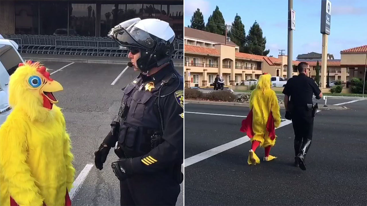 Drivers ticketed for not yielding to chicken in Sunnyvale