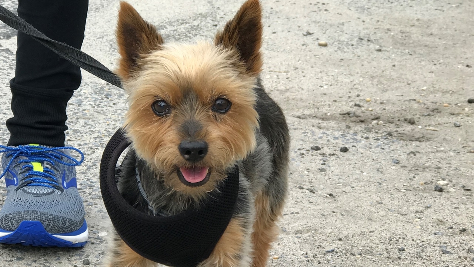 Long Island community angry over 'dangerous' dog park in East Patchogue