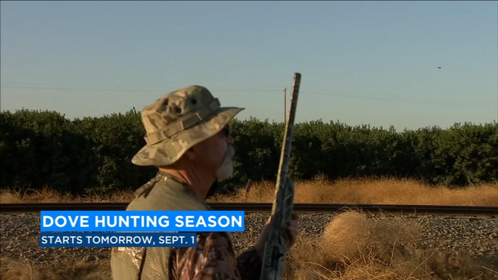 Dove Hunting season kicksoff in the Valley this weekend ABC30 Fresno