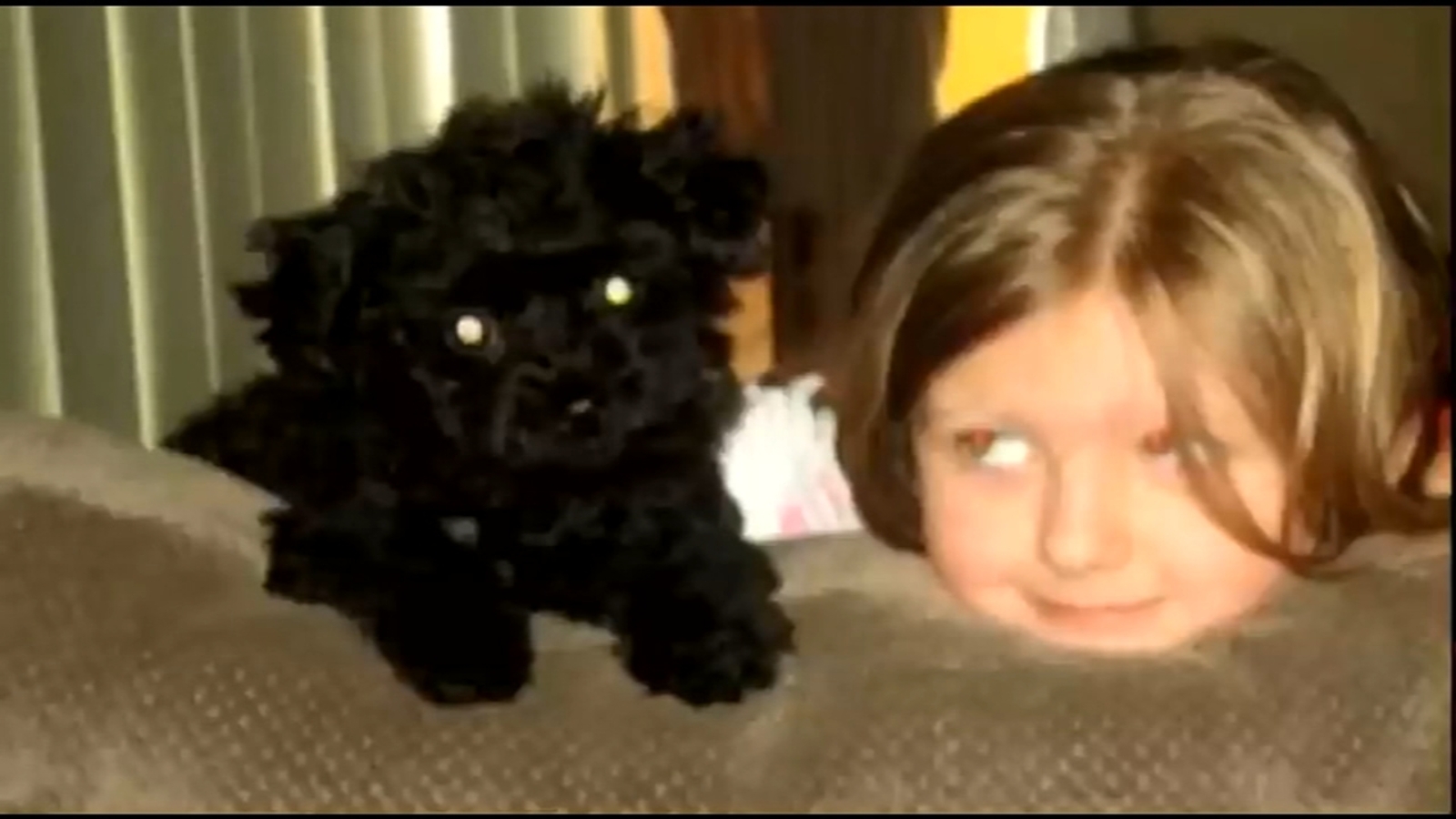 Family saved by dog after bear breaks into house ABC13 Houston