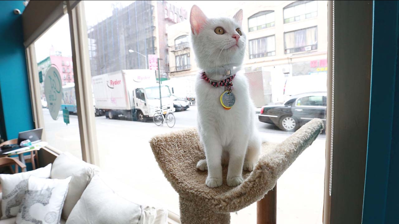 Residents asking why city smells like cat urine ABC13 Houston