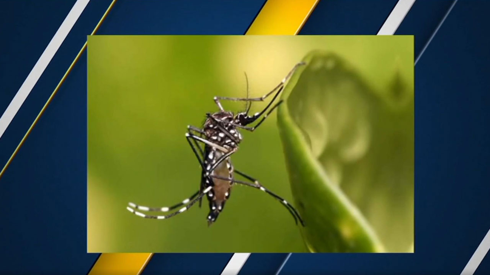 Feeling itchy? Stealthy mosquito biting people in the Central Valley