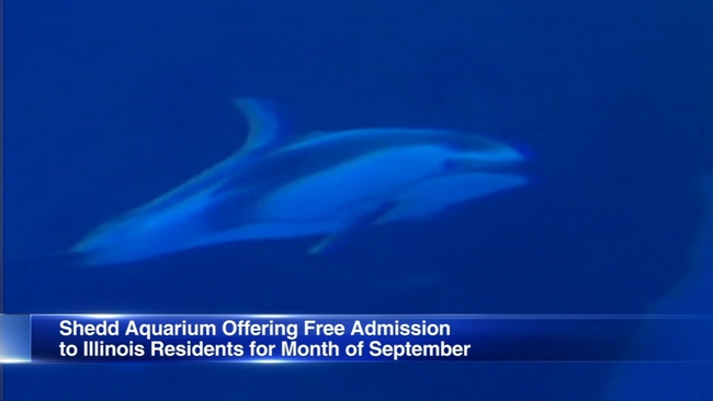 shedd aquarium