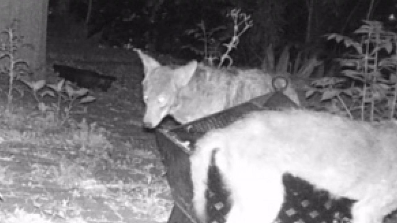 Neighbors want to rid of coyotes after latest attack