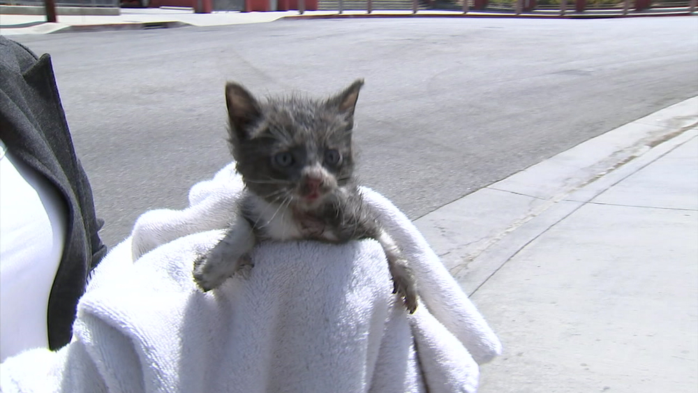 Kitten rescued from inside wheel well of car in East LA