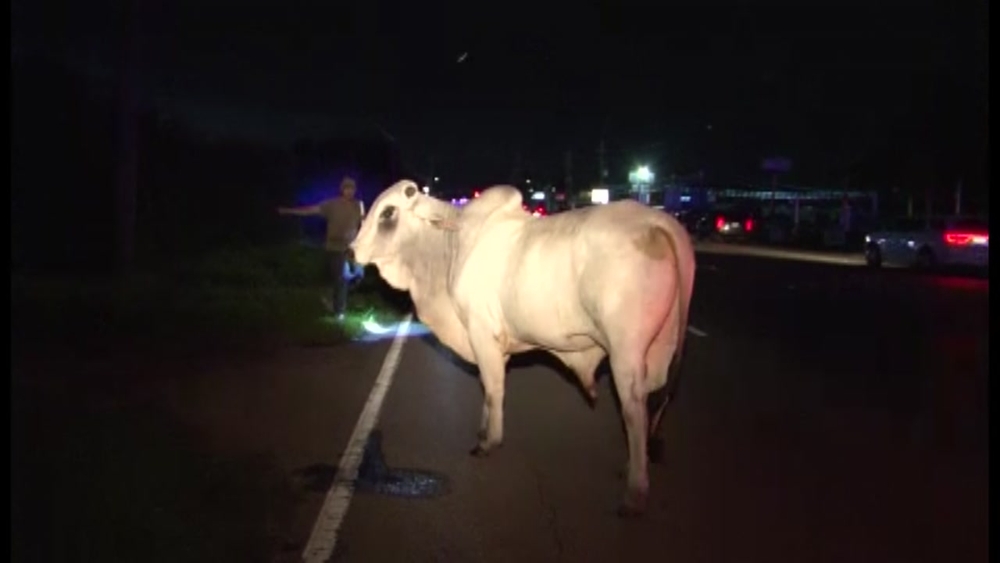 Loose bull sends deputies scrambling