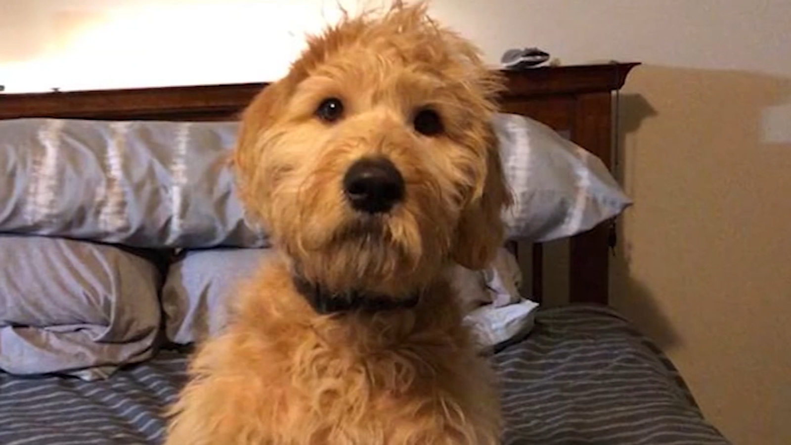Las Vegas shooting survivor's comfort dog shot dead by neighbor ABC7