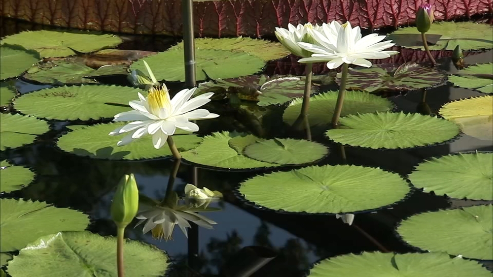 DIY tips for building a home water garden | FYI on the Scene