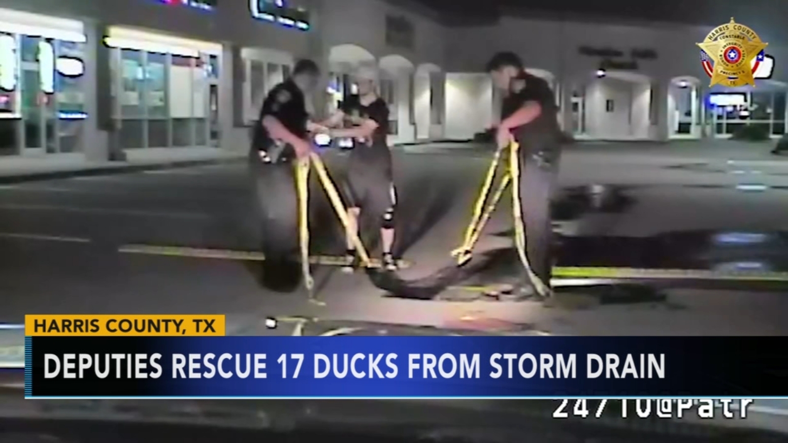 Quick-thinking Texas deputies save ducklings from storm drain - 6abc ...