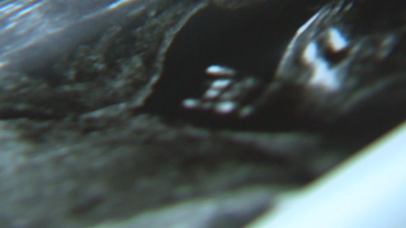 Baby spotted throwing up Texas 'Hook 'em Horns' in sonogram ABC13 Houston