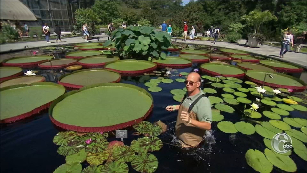 Fall flowers are in full bloom at Longwood Gardens | FYI Philly