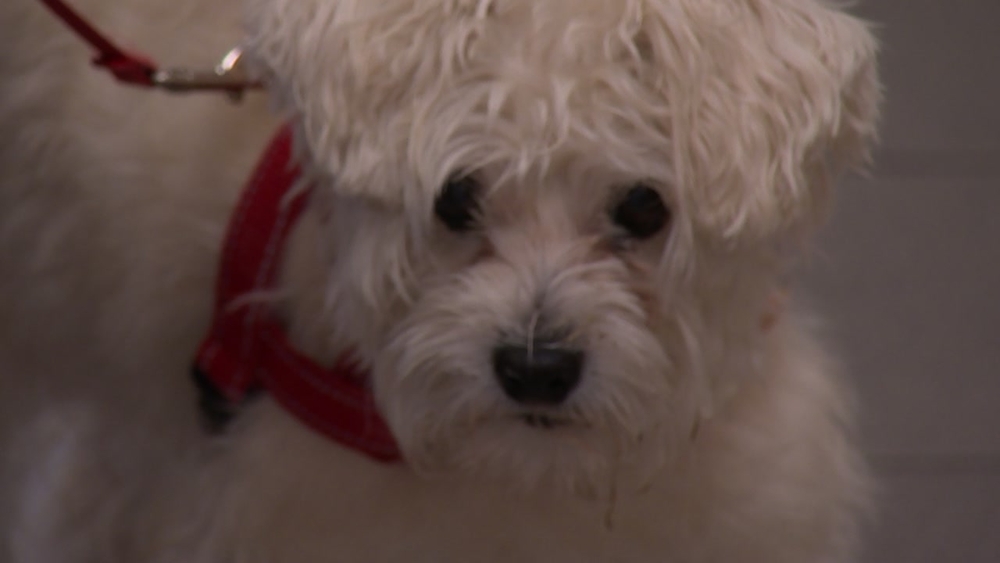 Necessary preparations for your pets in a weather emergency