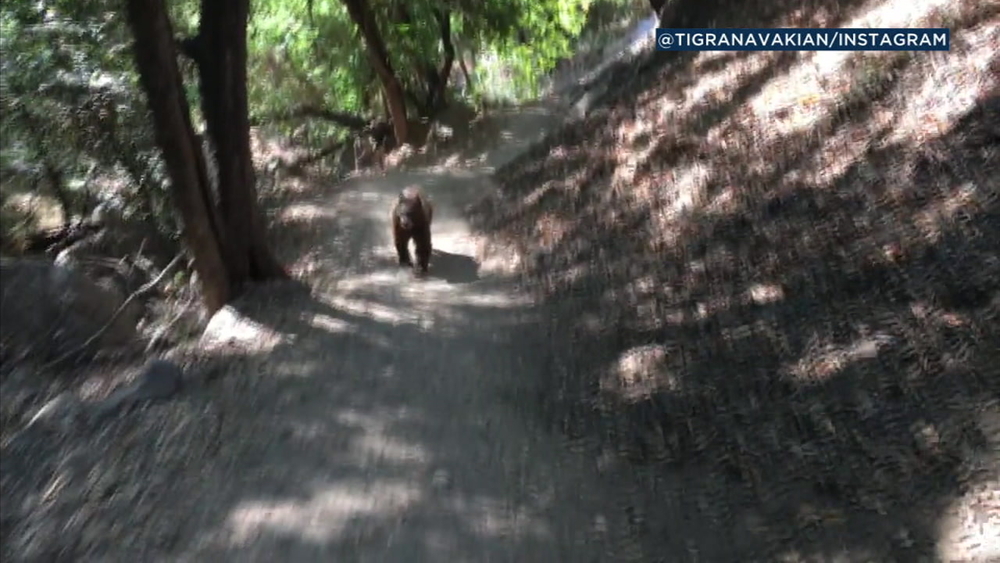 VIDEO: Bear charges hikers on Monrovia trail