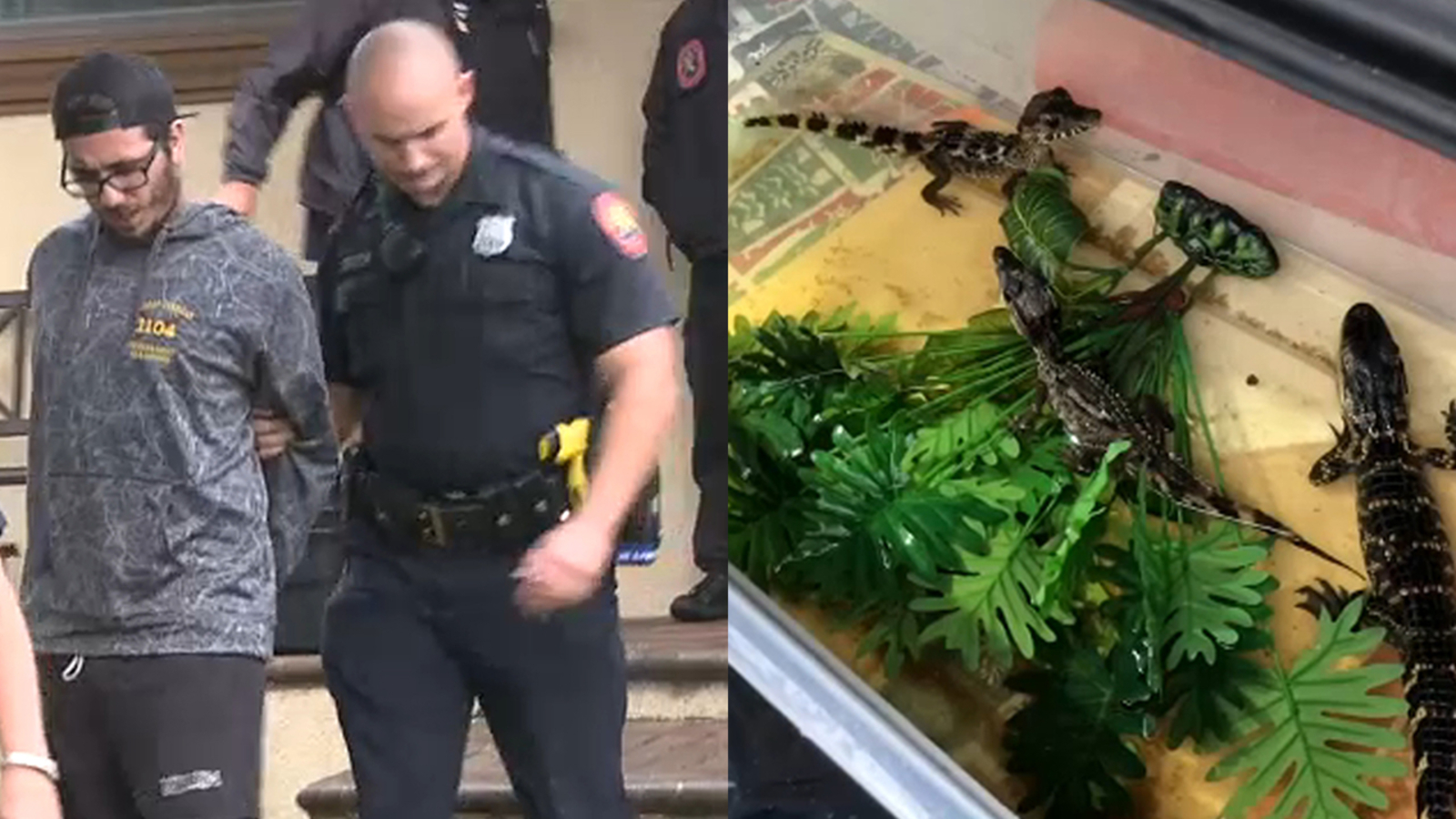 2 arrested after several exotic reptiles seized from Long Island home ABC7 New York