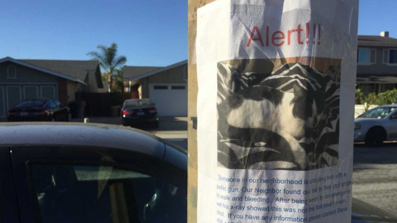 South Bay neighbors on alert as family says pets targeted by pellet gun