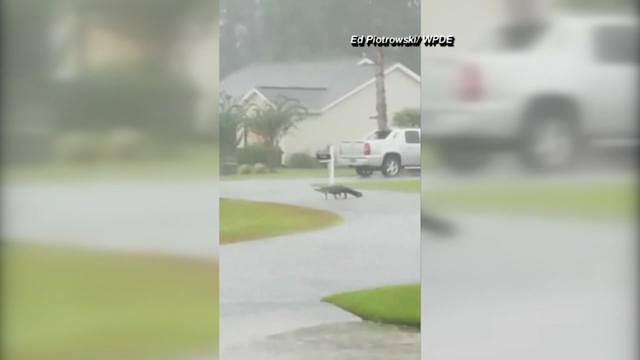 Alligator spotted walking around Myrtle Beach after Florence
