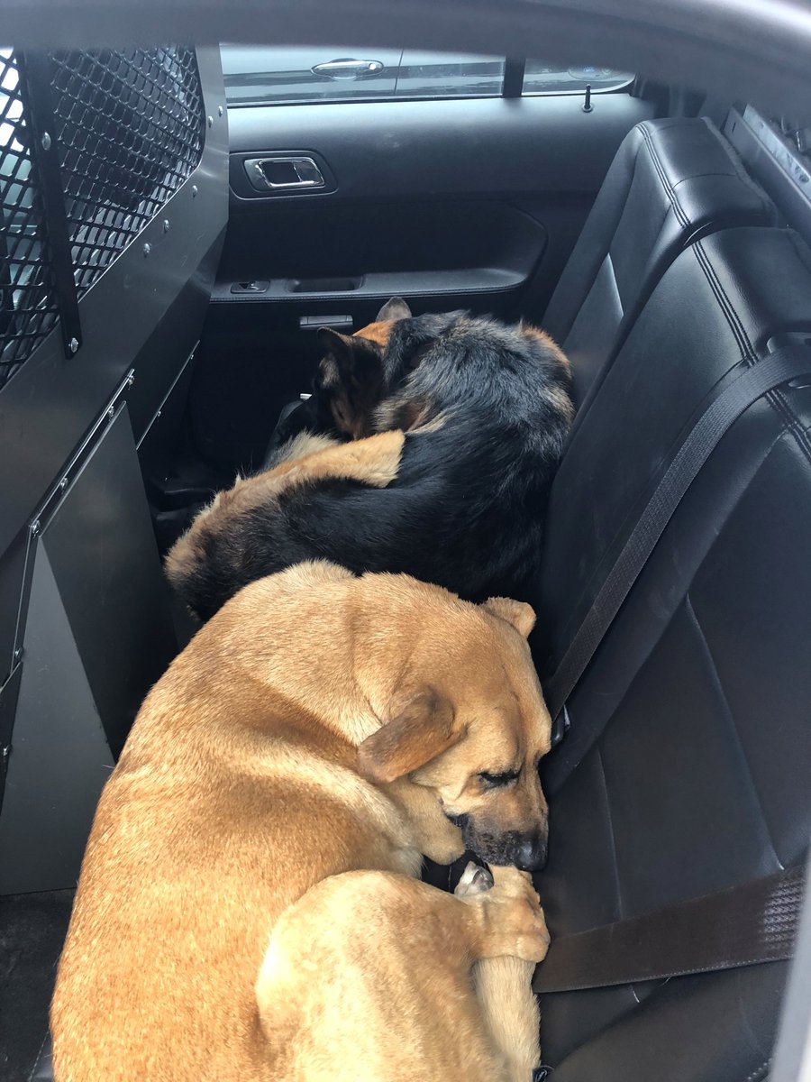 Stray dogs rescued from I-580 in Oakland
